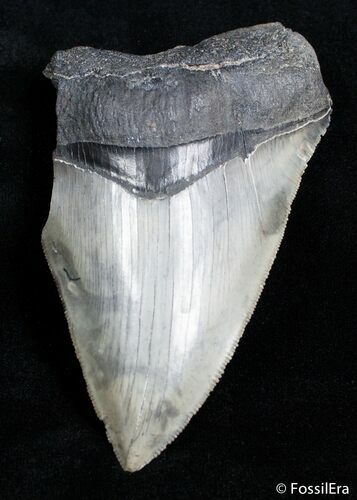 Bargain Inch Megalodon Tooth #2821